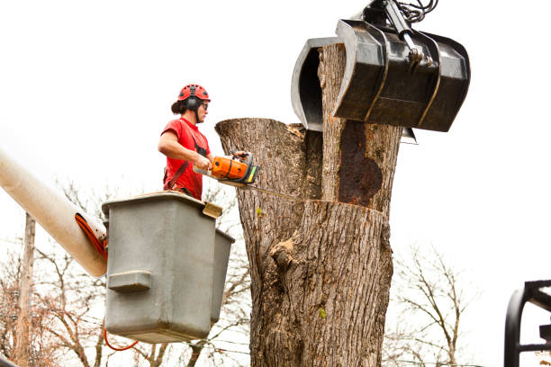 Reliable Tanaina, AK Tree Care Solutions